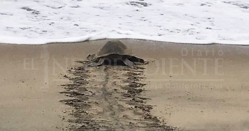 Durante el paso Ivo, Ecología resguarda 30 nidos de tortuga en playas josefinas