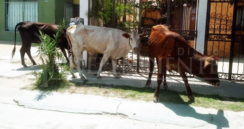 Preciso tomar acuerdos con ganaderos para evitar presencia de vacas en las colonias: Escobedo Crespo