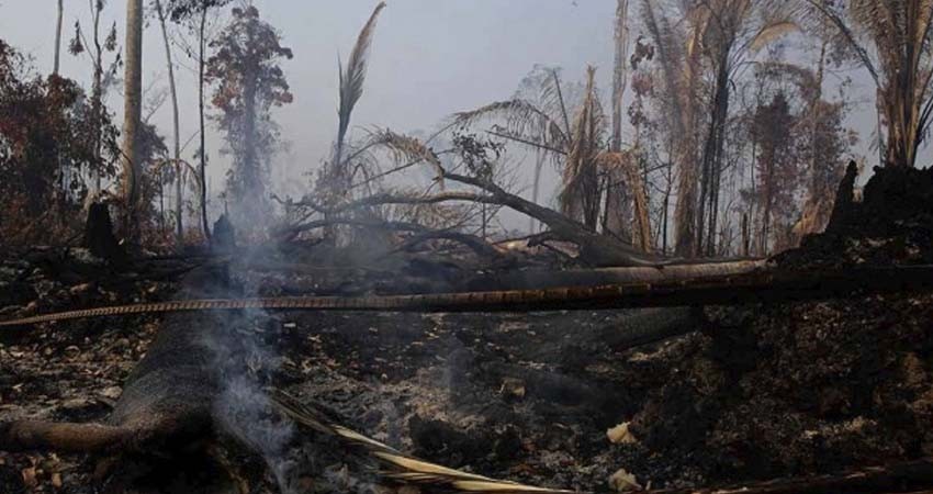 Países ricos donarán 20 mdd para la Amazonia