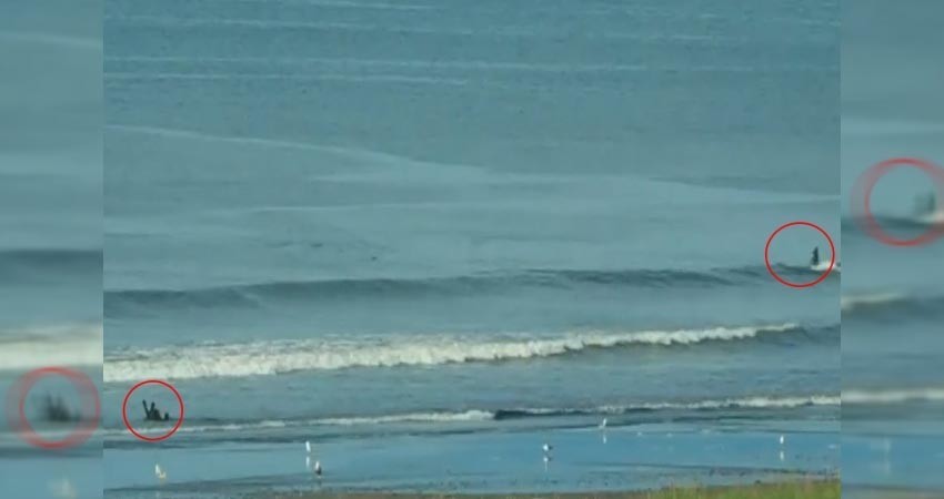 ¡Qué bonito! Captan en video a un oso imitando a una ballena