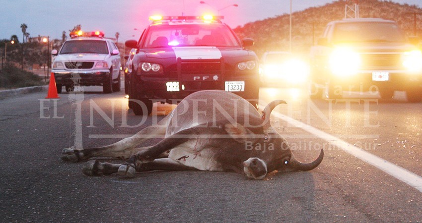 Buscarán que en zonas de Los Cabos se instalen cercos perimetrales por el problema de ganado suelto