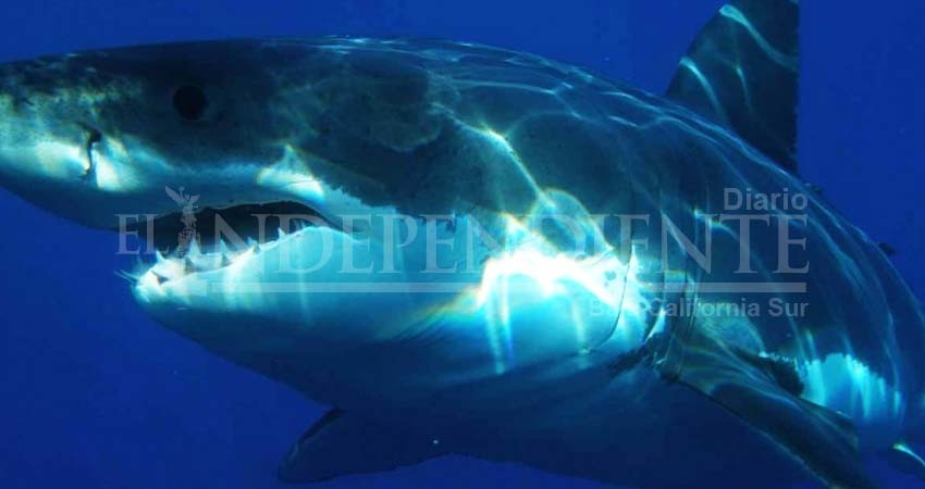 Tiburón ataca ferozmente a surfista en Florida; van 11 casos