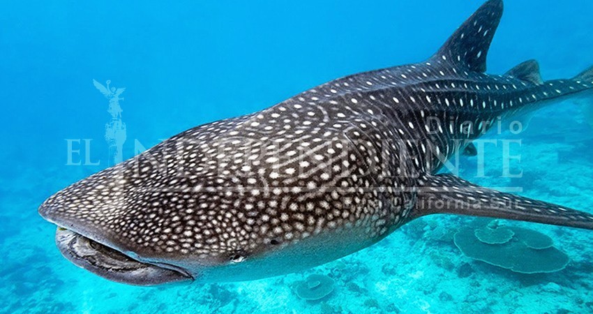 El 1 de octubre arranca temporada del tiburón ballena en La Paz