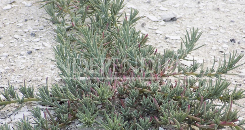 Buscan en UABCS mejorar rendimiento de cultivos en suelos salinos