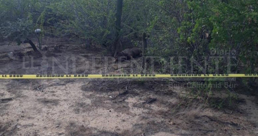 Lo levantaron ayer y apareció muerto hoy atrás del Don Koll en CSL