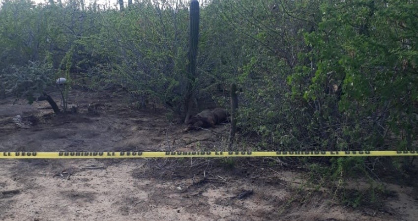 Homicidio en CSL este fin de semana; Occiso tenía antecedentes en Plataforma México