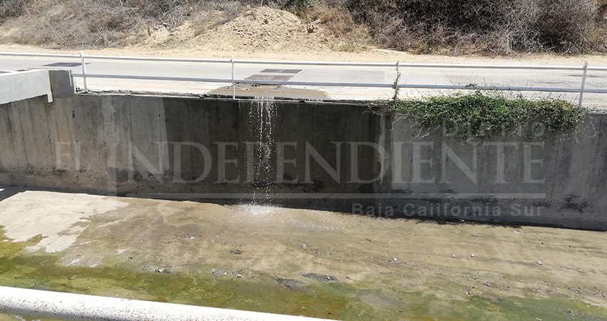 Invade pestilencia a drenaje viviendas cercanas a Planta de Tratamiento en colonia Miramar