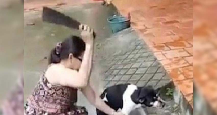 ¡Indignante! Corta la pata a su mascota de un machetazo