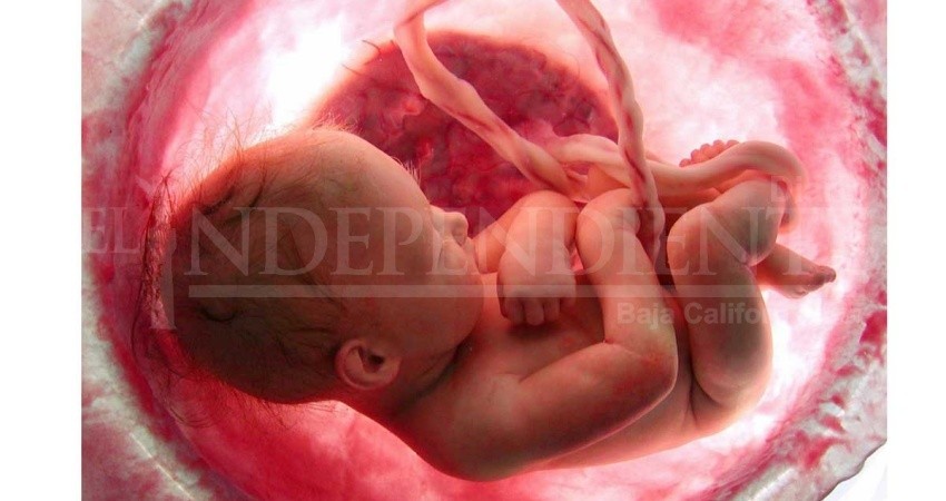 Proteger la vida desde la concepción “no es un tema religioso”: Dip. Flores Leyva