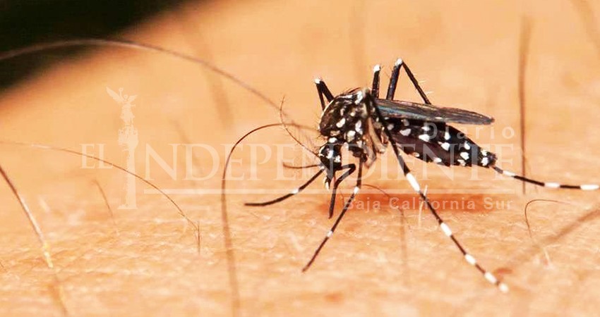 Personal de México arribará a Los Cabos en apoyo al combate de criaderos de moscos