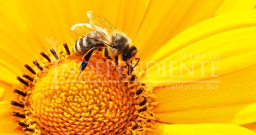 La Paz ya cuenta con protocolo para resguardo de abejas; ya no serán eliminadas