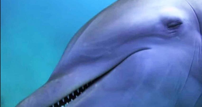 Delfines se drogan con veneno de pez globo; mira el video