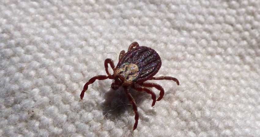 Garrapata mata a papá, mamá y bebita en Durango