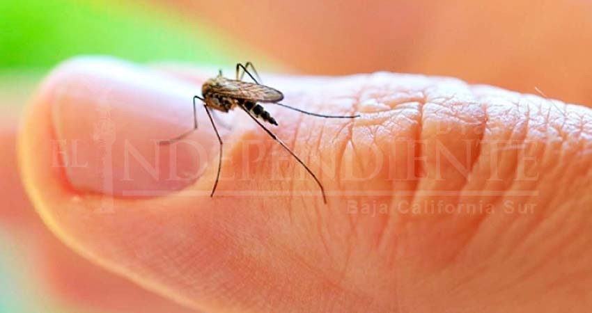 Los Cabos en indicador amarillo por casos de dengue