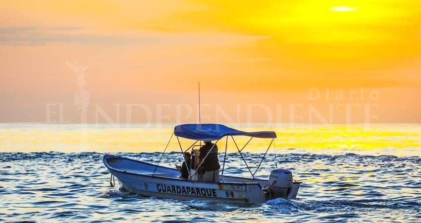 Los Cabos, segundo lugar en reportes de ballenas enmalladas en México