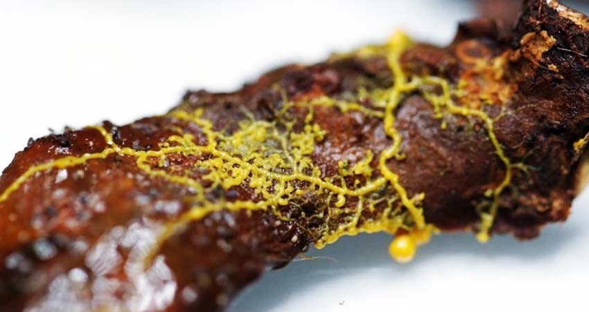 Encuentran organismo sin cerebro pero con 720 sexos