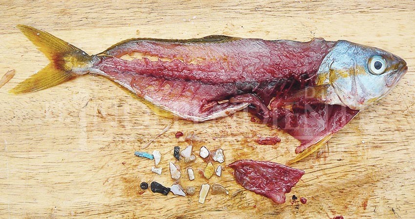 Uno de cada 5 peces en México tiene microplásticos en su interior: UABCS