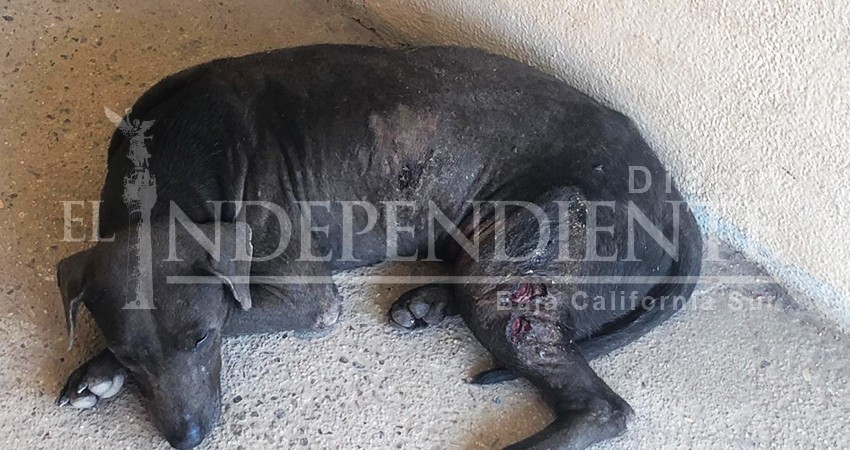 Jaurías salvajes preocupan a vecinos de la zona escolar de Las Palmas en CSL