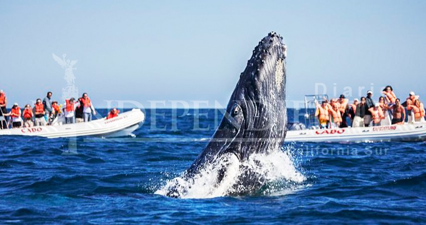 Se registran los primeros avistamientos de ballenas