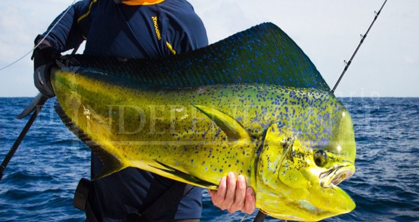 Rotundo no de prestadores de servicios turísticos de Cabo del Este a liberación del Dorado