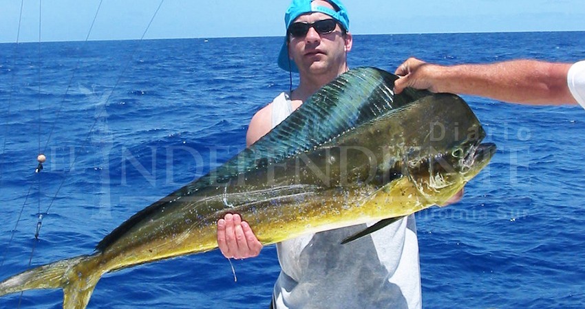 “Rechazo total” a la liberación del dorado y el picudo: Superdelegado de BCS