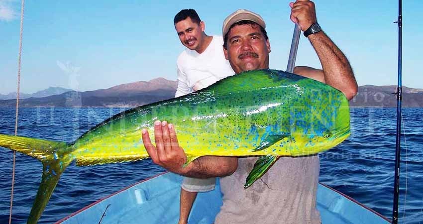 Abrir dorado a pesca comercial dejaría BCS "sin turistas": Gobernador