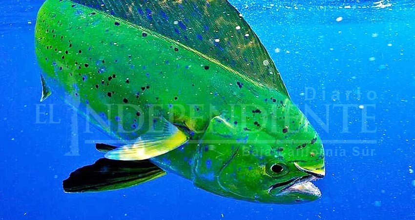 El dorado es biológicamente “idóneo” para la pesca comercial: Investigador