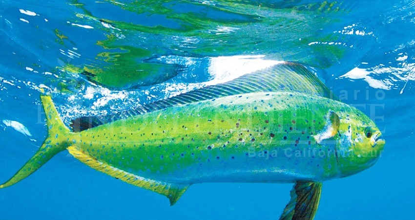 Liberación del Dorado acabaría con la pesca deportiva en Los Cabos: Omar Escobedo