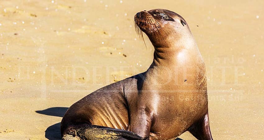 Disminuye tasa de lobos marinos enmallados en Espíritu Santo