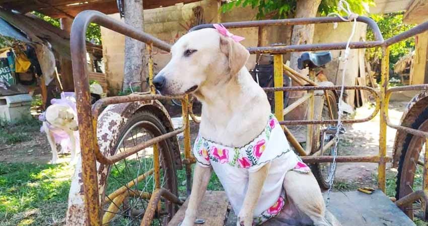 Conoce a la perrita con huipil yucateco que rompió las redes