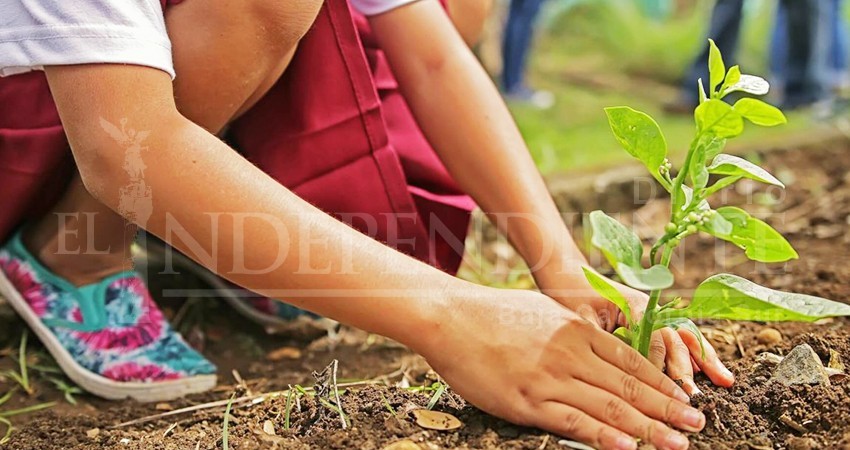 Se ha cumplido con el 42% de la reforestación prometida para La Paz: Rubén Muñoz