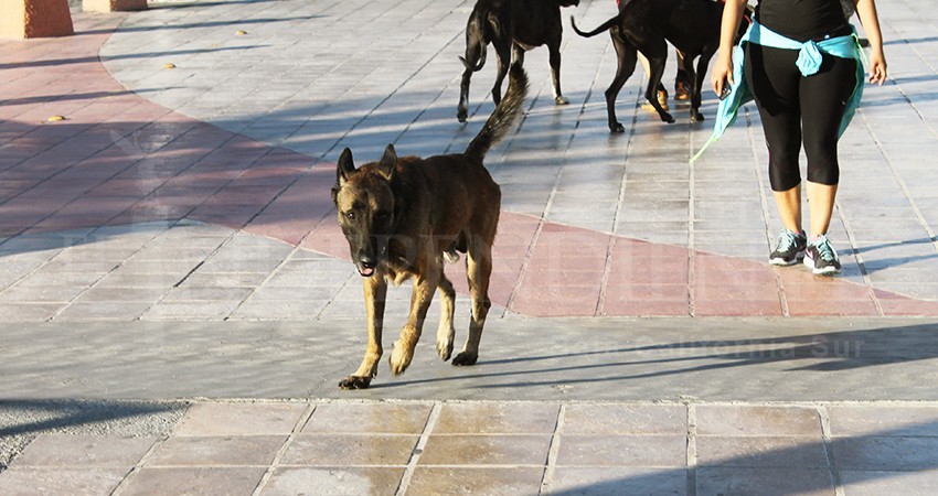 No se prohibirá visitar el malecón de La Paz con mascotas