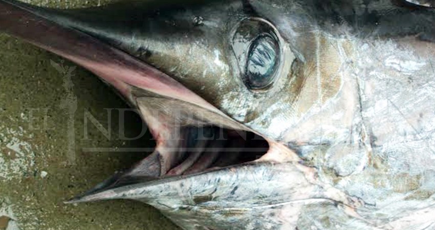 Debe prohibirse la comercialización de Marlín y Dorado en restaurantes: Diputado