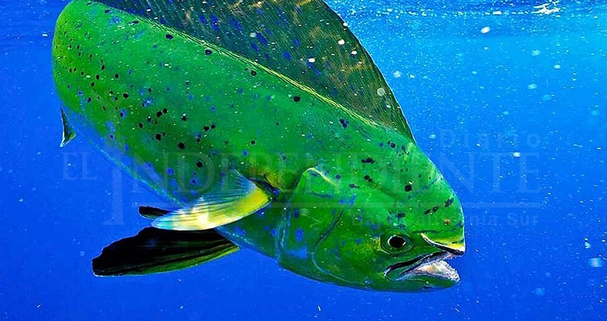 Podría Conago pronunciarse desde Comisión de Turismo contra liberación del Dorado