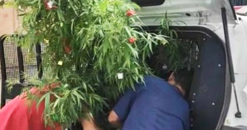 Decoró planta de mariguana como árbol de Navidad; lo arrestaron