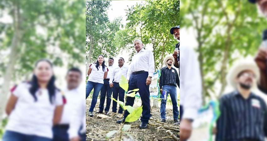 AMLO hace un llamado para reforzar los trabajos del programa Sembrando Vida