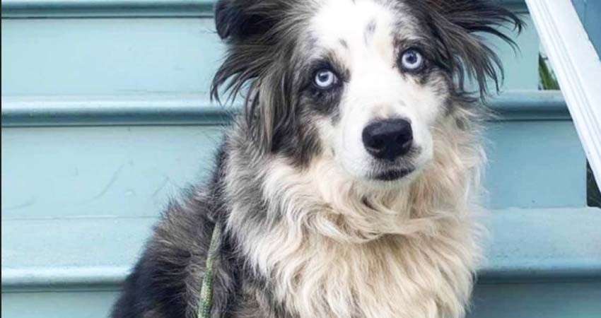 Mujer ofrece recompensa de 7 mil dólares por perro robado