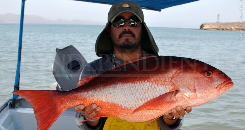 El Marine Stewardship Council establece limitaciones pesqueras en BCS