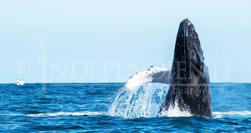 Vital el respeto a las ballenas al realizar actividades de avistamiento en Los Cabos