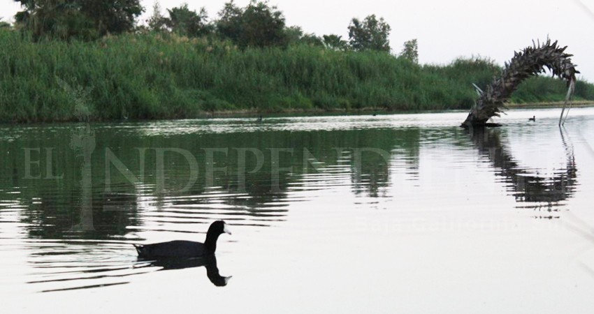 Registra Los Cabos más de 100 especies de aves durante censo navideño 
