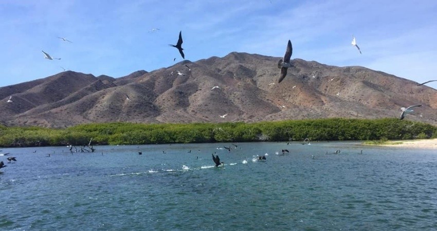 Siembran 50 mil semillas de callo de hacha en Puerto Chale