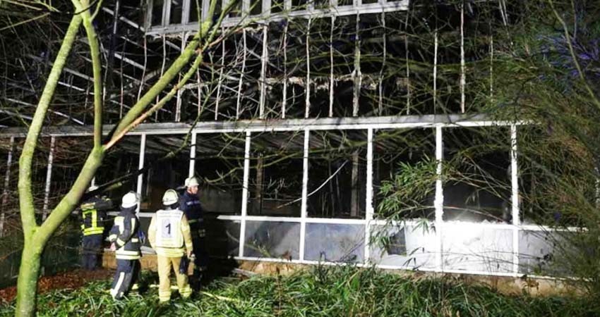 Mujeres provocaron incendio en zoológico donde murieron 30 simios