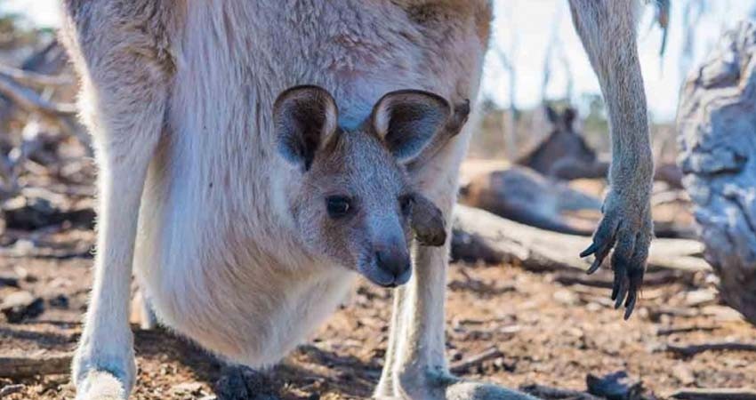 La desgarradora foto de un 'bebé canguro' calcinado en Australia