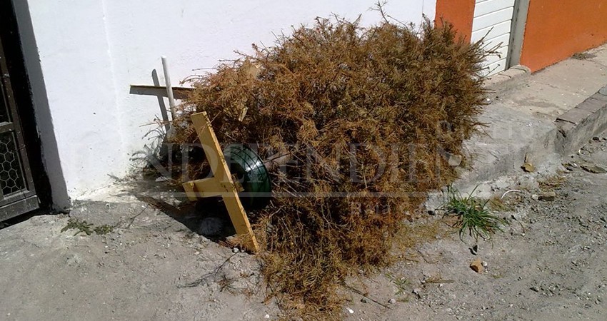 Sin precisar Servicios Públicos La Paz sobre recolección de árboles de Navidad