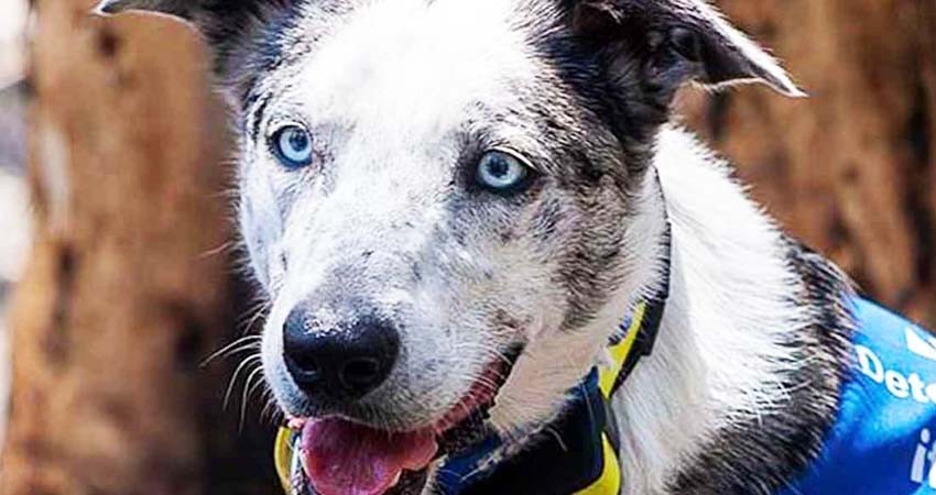 Oso, el perro abandonado que rescata koalas en Australia