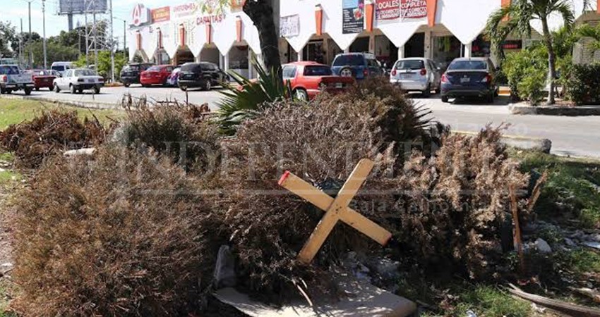 Piden no depositar pinos navideños en la calle; ya hay centros de acopio