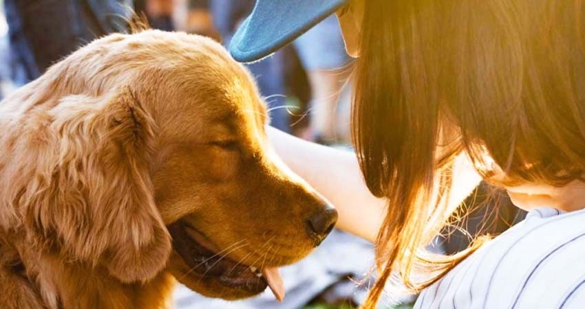 Spotify estrena listas para relajar a mascotas que se quedan solas en casa