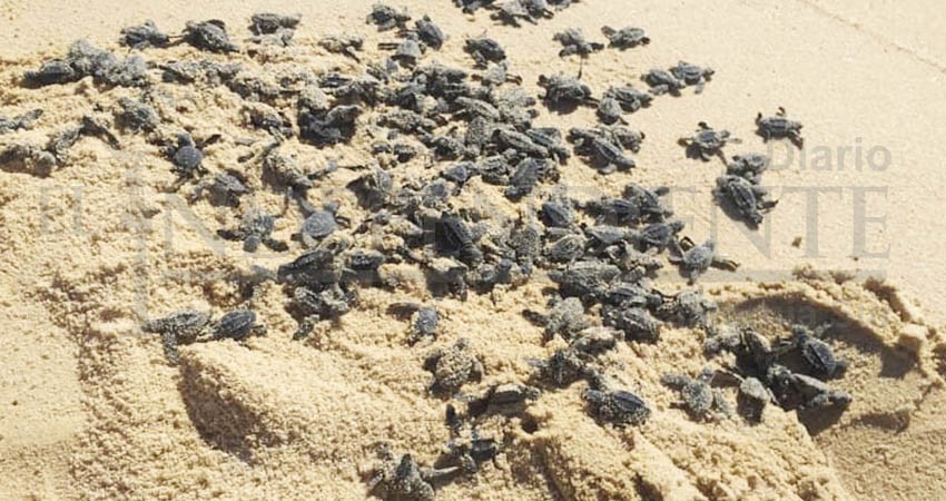 Monitoreo de especies en BCS es importante para conocer salud de  su ecosistema: Conanp