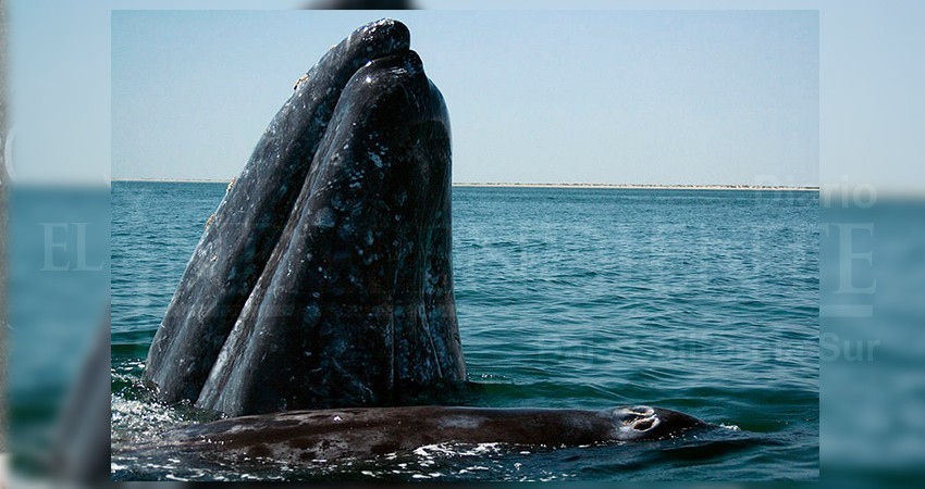 National Geographic pone los ojos en Puerto Chale