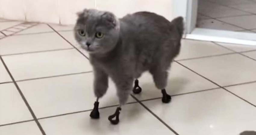 Gatita vuelve a caminar gracias a prótesis hechas por científicos